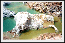 Gypsum